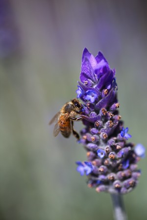Bee Feast On Lavender 